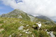 71 Anch'io ho salito il Corno Stella !